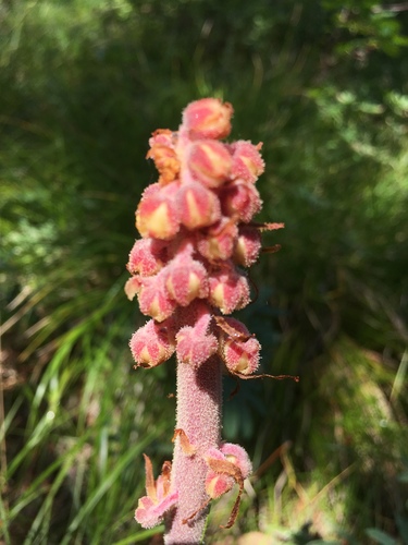 woodland pinedrops