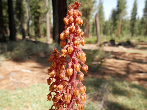 woodland pinedrops