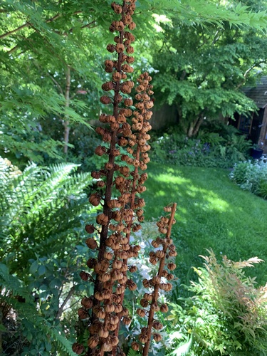 woodland pinedrops