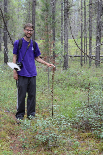woodland pinedrops