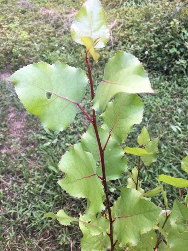 Eastern Cottonwood