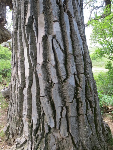 Eastern Cottonwood