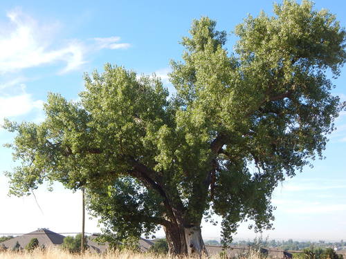 Eastern Cottonwood