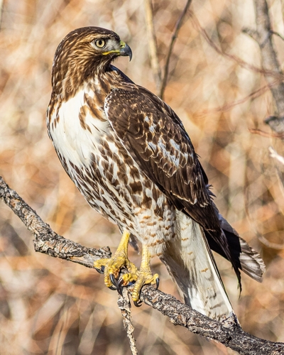 Red-tailed Hawk