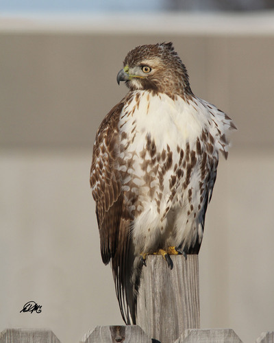 Red-tailed Hawk