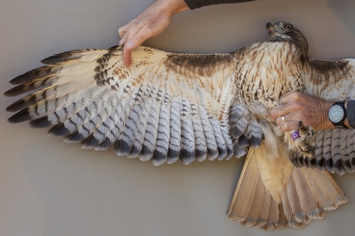 Red-tailed Hawk