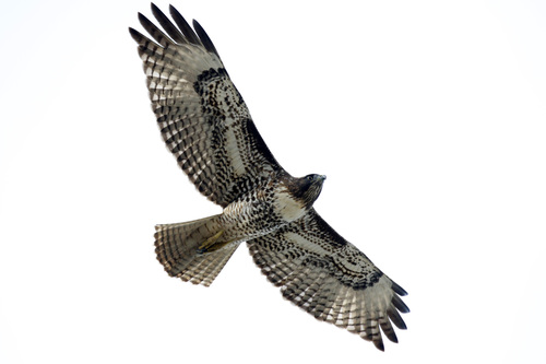 Red-tailed Hawk