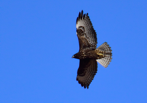 Red-tailed Hawk