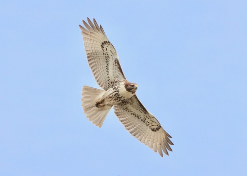 Red-tailed Hawk