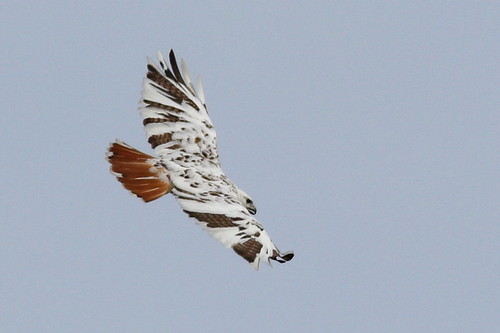 Red-tailed Hawk
