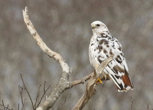Red-tailed Hawk