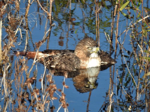 Red-tailed Hawk