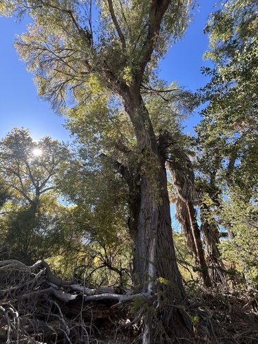 Frémont Cottonwood