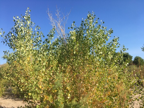 Frémont Cottonwood
