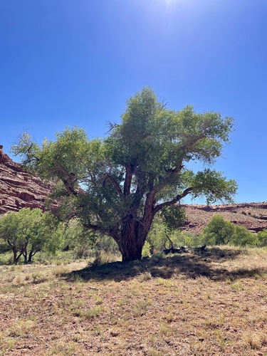 Frémont Cottonwood