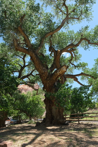 Frémont Cottonwood