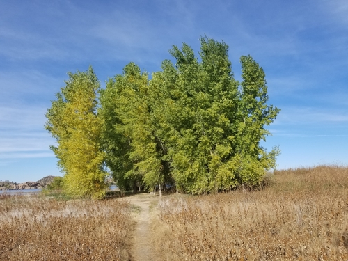 Frémont Cottonwood