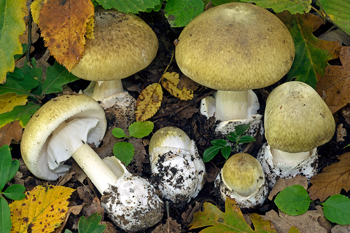 Deathcap