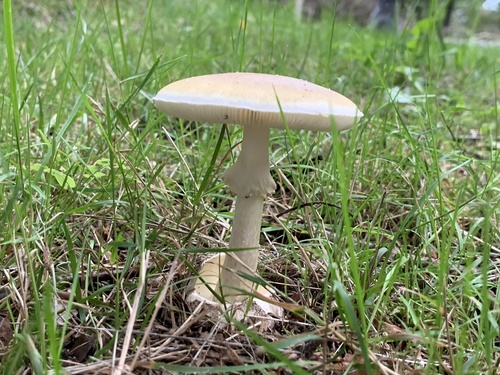 Deathcap