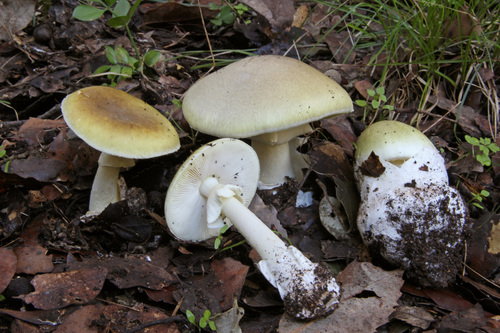 Deathcap