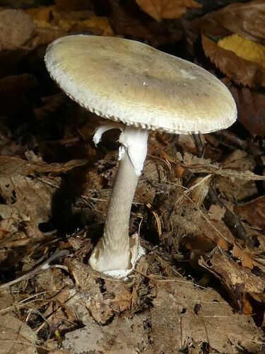 Deathcap