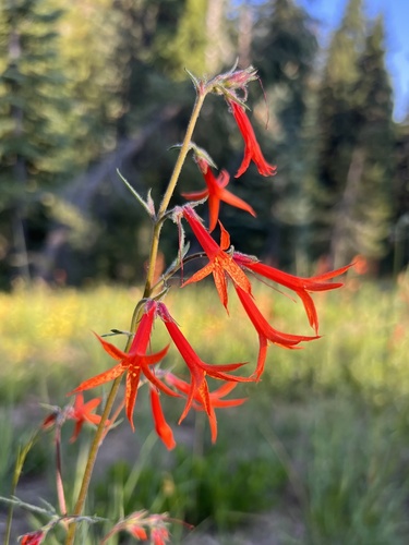 Scarlet Gilia