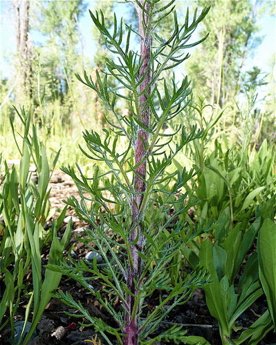 Scarlet Gilia