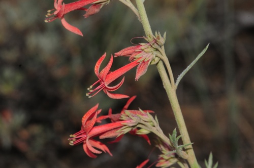 Scarlet Gilia