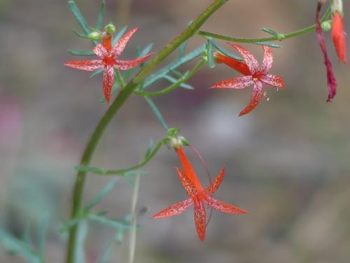 Scarlet Gilia