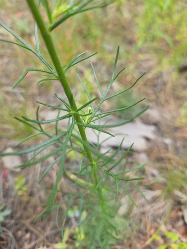 Scarlet Gilia