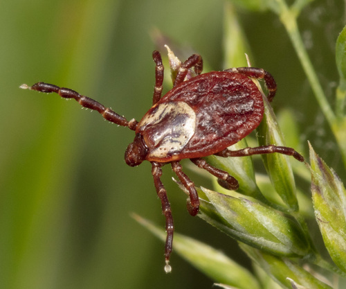 American Dog Tick