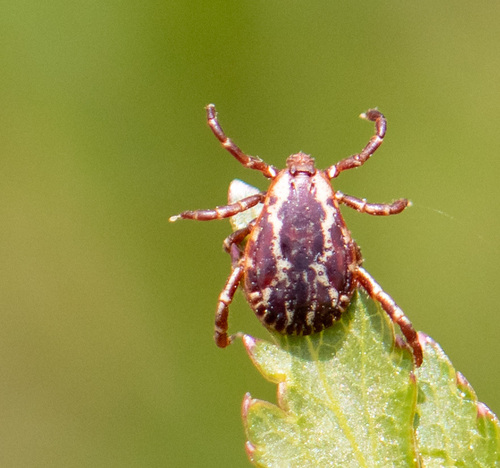 American Dog Tick
