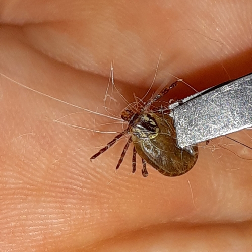American Dog Tick