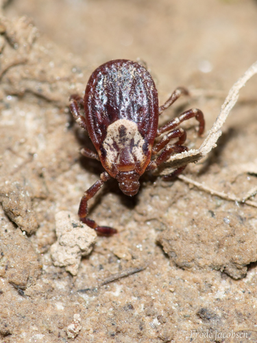 American Dog Tick