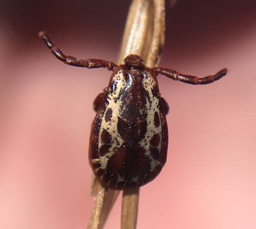 American Dog Tick