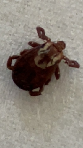 American Dog Tick