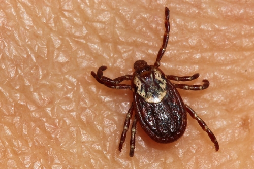 American Dog Tick