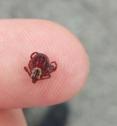 American Dog Tick