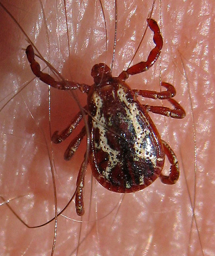 American Dog Tick