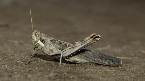 Gray Bird Grasshopper