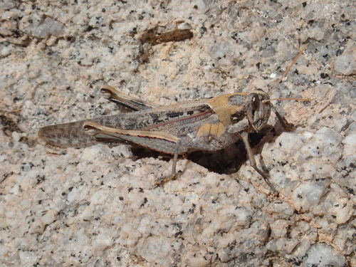 Gray Bird Grasshopper