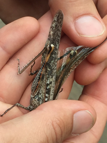 Gray Bird Grasshopper