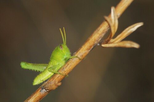 Gray Bird Grasshopper