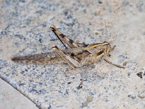 Gray Bird Grasshopper