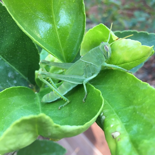 Gray Bird Grasshopper