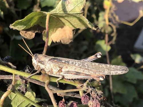 Gray Bird Grasshopper