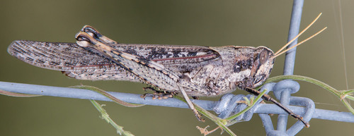 Gray Bird Grasshopper