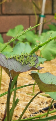 Gray Bird Grasshopper