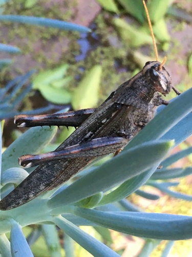 Gray Bird Grasshopper