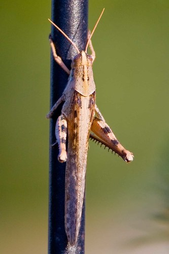 Gray Bird Grasshopper